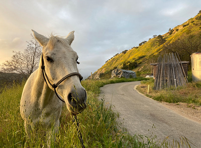 Nye Road johnny Cash property horse 1