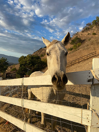 Nye Road johnny Cash property horse 2